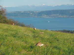 Vue sur le lac depuis La Chassagne