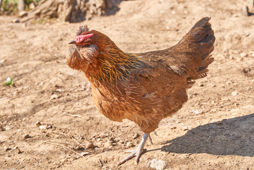 Poule Appenzelloise barbue