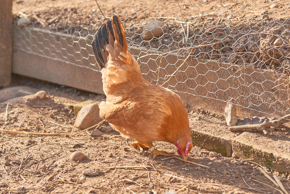 Poule Chabot