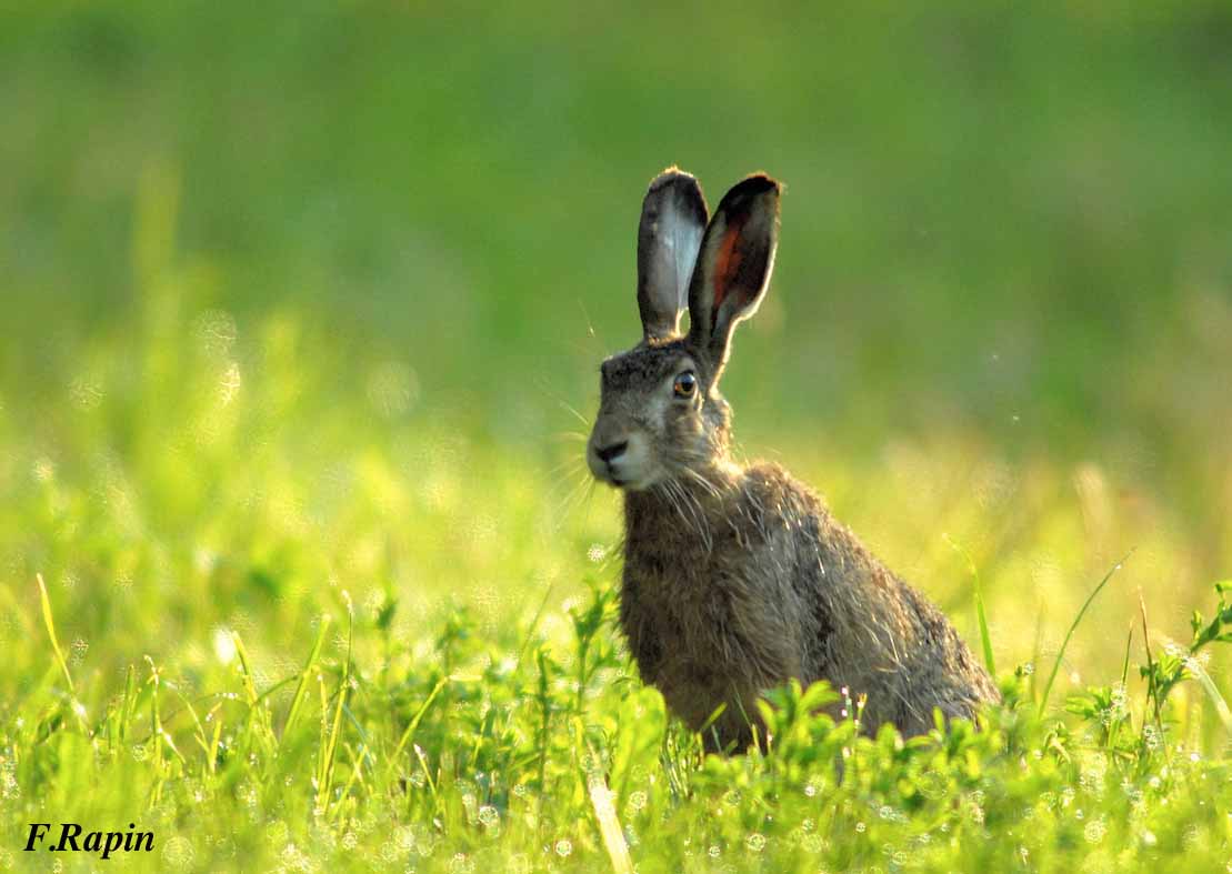 La Fondation de La Coudre participe à la fête de la nature